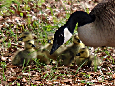[The mother has her head bent down in front of the five fuzzy, yellow-brown goslings who sit huddled on the leaf-strewn ground.]